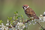 Feldsperling, Passer montanus