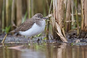 Flussuferläufer, Actitis hypoleucos