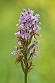 Fuchs' Knabenkraut, Dactylorhiza fuchsii