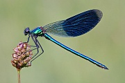 Gebänderte Prachlibelle, Calopteryx splendens