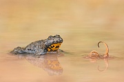 Gelbbauchunke, Bombina variegeta