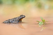 Gelbbauchunke, Bombina variegeta