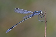 Gemeine Binsenjungfer , Lestes sponsa