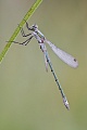 Gemeine Binsenjungfer , Lestes sponsa