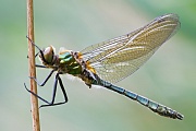 Gemeine Smaragdlibelle, Cordulia aenea