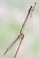 Gemeine Winterlibelle, Sympecma fusca