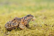 Grasfrosch, Rana temporaria