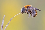 Große Harzbiene , Anthidium byssinum