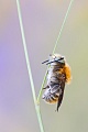 Große Harzbiene , Anthidium byssinum