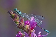 Große Pechlibelle, Ischnura elegans