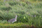 Großer Brachvogel , Numenius arquata