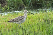 Großer Brachvogel , Numenius arquata