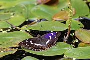 Großer Schillerfalter , Apatura iris