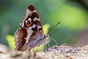 Großer Schillerfalter , Apatura iris