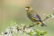 Grünfink, Carduelis chloris