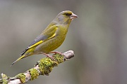 Grünfink, Carduelis chloris