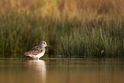 Grünschenkel, Tringa nebularia