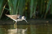 Grünschenkel, Tringa nebularia