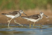 Grünschenkel, Tringa nebularia