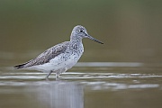 Grünschenkel, Tringa nebularia