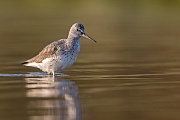 Grünschenkel, Tringa nebularia