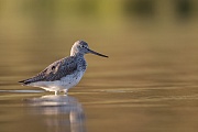 Grünschenkel, Tringa nebularia