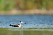 Grünschenkel, Tringa nebularia