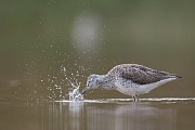 Grünschenkel, Tringa nebularia