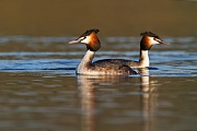 Haubentaucher, Podiceps cristatus