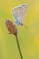 Hauhechelbläuling, Polyommatus icarus