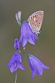 Hauhechelbläuling, Polyommatus icarus