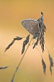 Hauhechelbläuling, Polyommatus icarus