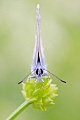 Hauhechelbläuling, Polyommatus icarus