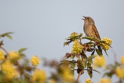 Heckenbraunelle, Prunella modularis