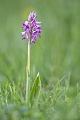 Helm-Knabenkraut, Orchis militaris