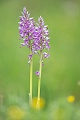 Helm-Knabenkraut, Orchis militaris