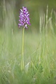 Helm-Knabenkraut, Orchis militaris