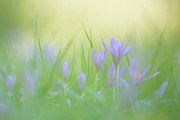 Herbstzeitlose, Colchicum autumnale