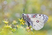 Hochalpen-Apollo, Parnassius phoebus