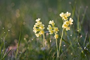 Hohe Schlüsselblume, Primula elatior