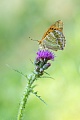 Kaisermantel,  Argynnis paphia