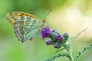 Kaisermantel, Argynnis paphia 