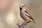 Kernbeißer, Coccothraustes coccothraustes, Hawfinch