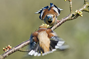 Kernbeißer, Coccothraustes coccothraustes, Hawfinch