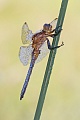 Kleiner Blaupfeil, Orthetrum coerulescens