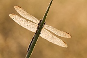 Kleiner Blaupfeil, Orthetrum coerulescens