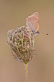 Kleiner Feuerfalter, Lycaena phlaeas