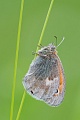 Kleines Wiesenvögelchen, Coenonympha pamphilus