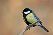 Kohlmeise, Parus major