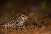 Kreuzkröte, Bufo calamita